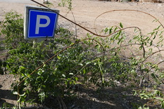 Cryptostegia grandiflora