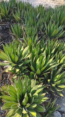 Agave univittata