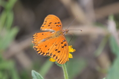 Dione vanillae maculosa