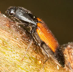 Ampedus balteatus