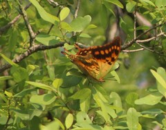 Charaxes candiope