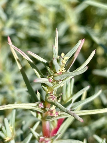 Oppositeleaf Russian thistle (Salsola soda)