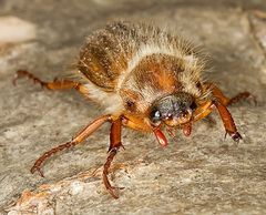 Amphimallon solstitiale