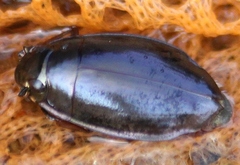 Dineutus