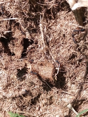 Camponotus rufipes