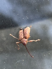 Curculio