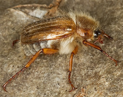 Amphimallon solstitiale