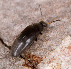 Anaspis rufilabris