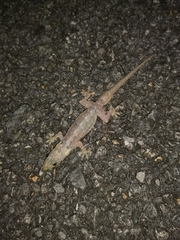 Hemidactylus garnotii