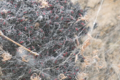 Parawixia bistriata