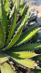 Agave univittata