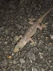 Hemidactylus garnotii