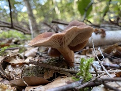 Lactarius camphoratus
