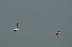 Chroicocephalus genei