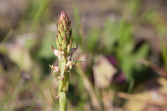 Satyrium ligulatum