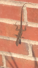 Anolis sagrei