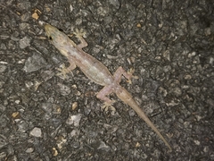 Hemidactylus garnotii