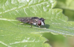 Platycheirus chalconota