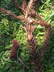 Araucaria angustifolia