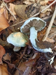 Stropharia aeruginosa