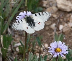 Parnassius smintheus