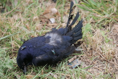 Molothrus bonariensis