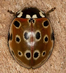 Anatis ocellata