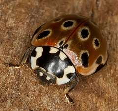 Anatis ocellata