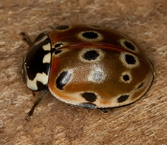 Anatis ocellata