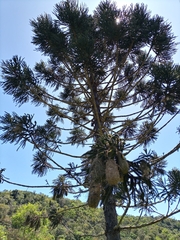 Araucaria angustifolia