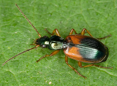 Anchomenus dorsalis