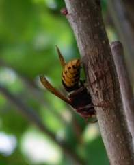 Vespa crabro
