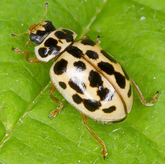 Anisosticta novemdecimpunctata