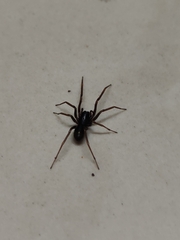 Araneae