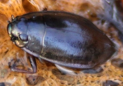 Dineutus
