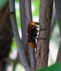 Vespa crabro