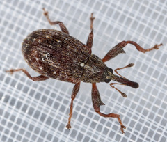 Anthonomus humeralis