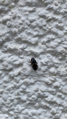 Glischrochilus quadrisignatus