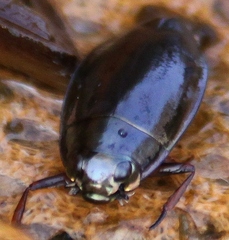 Dineutus