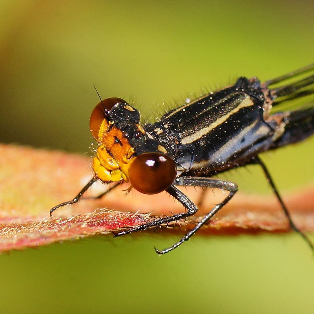 Flame-headed Riverdamsel