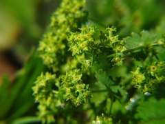 Alchemilla vulgaris