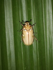 Melolontha maculata