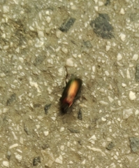 Harpalus affinis