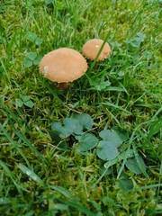Cystoderma