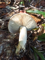 Tricholoma