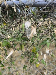 Funastrum cynanchoides