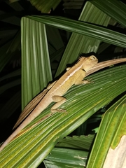 Calotes emma