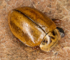 Aphidecta obliterata