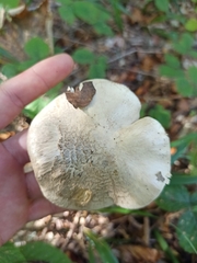 Tricholoma