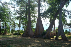 Ficus albipila